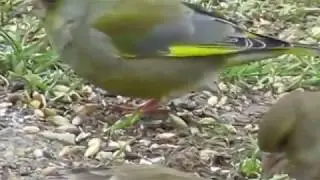 oiseaux ;;;; le verdon
