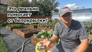 Белокрылки на огороде не будет от одной обработки!