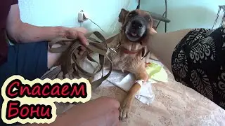 Операция Бони // Лечим немецкую овчарку // Семья Лях
