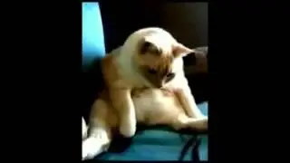 Кот чихнул и пукнул