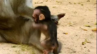 Baby cry for milk, Bad mom can do everything on baby monkey