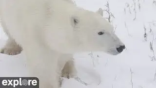 Cape East Camera - Churchill Cam, Wapusk National Park powered by EXPLORE.org