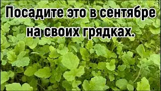 СОБРАЛИ УРОЖАЙ ОВОЩЕЙ - ВЫСАЖИВАЙТЕ ОБЯЗАТЕЛЬНО ЭТО НА ГРЯДКИ. Повышаем плодородие почвы.