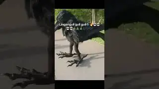Линга гули гули