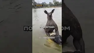 АГРЕССИВНЫЕ КЕНГУРУ