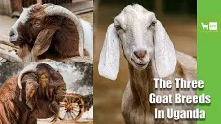 Get to Know the Three Goat Breeds