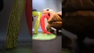 Satisfying ASMR Eating Watermelon Mukbang 🍉 Turtle Tortoise