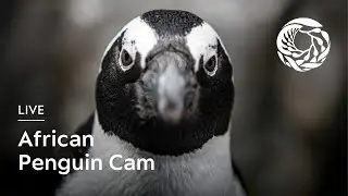 Live African Penguin Cam - Monterey Bay Aquarium