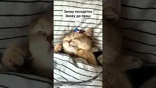 знову понеділок знову до праці 