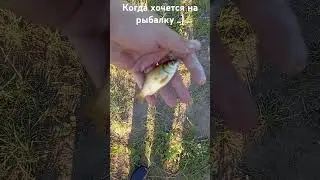 Рыбалка. Рыбалка на карася. 