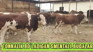 Smentall buqalarni udarlari keldi shoshiling.