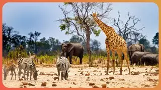 Sounds Of The Safari Across The Beautiful Savannah | Amazing Animals | Real Wild