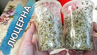 👩🏻‍🌾🌱🌱ПРОРОСТКИ (МИКРОЗЕЛЕНЬ) ЛЮЦЕРНЫ БЕЗ ПРОБЛЕМ. САМЫЙ ПРОСТОЙ И МАЛОЗАТРАТНЫЙ СПОСОБ
