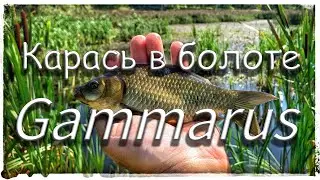Мормышинг или Карась в болоте!