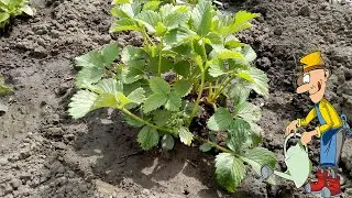 Подкормка клубники дрожжами весной для большого урожая