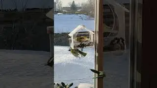 утром к нам прилетел щегол