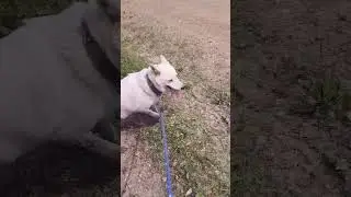 Белая собака июль