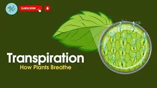 Transpiration| Transpiration in Plants| What is transpiration| Biology