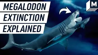 Why Did the Giant Megalodon Go Extinct?