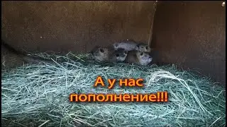 НОВЫЕ АКТЁРЫ МОЕГО КАНАЛА. Встречайте!!!