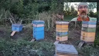 Гречиха точок, качаем перед переездом на 🌻. 22 июля 2024 г.