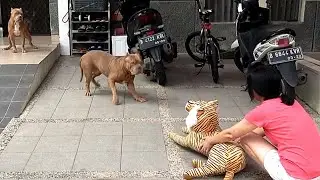 SERU BANGET ! ANJING PITBULL GALAK  BERTEMU DENGAN BONEKA MACAN 