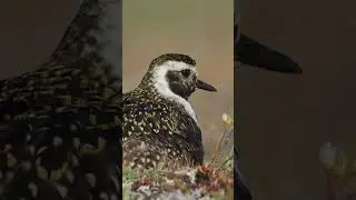 Bird mom keeps her chicks safe and warm! #naturepbs #animalmoments #animalshorts #goldenplover #bird