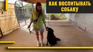 Как воспитывать собаку