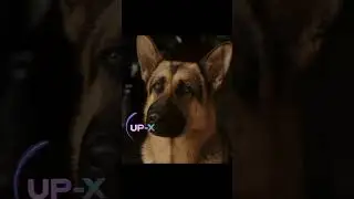 Пёсик потерял нюх и оказался никому не нужен🥺 