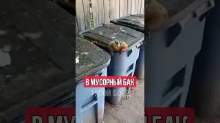 Жирный сурок ЗАСТРЯЛ в мусорном баке!