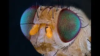 Fotomacrografía: cómo ver el mundo al detalle - LAB RTVE.es