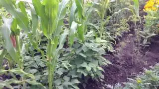 Фасоль и кукуруза содружество