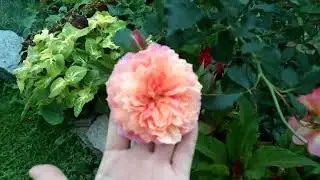 Немного о розах!🌹 Как цветут розы, если их не обрезать после цветения!
