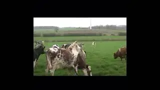 Dairy cows see grass after few month | cows excited to go outside