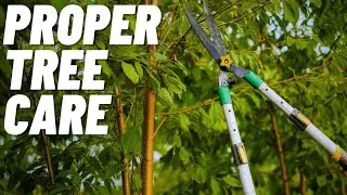 How to Develop A Healthy Tree With Propper Pruning.