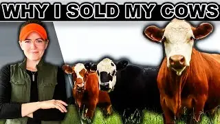 ‼️EXPLAINING THE BEEF CATTLE INDUSTRY in 2024 | Raising Beef Cattle Market Small Scale Pasture