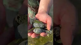 ♻️ 🎣 WHEN THE RIVER IS LOW THE LEAD IS HIGH! RECYCLING OLD FISHING WEIGHTS! 🎣 ♻️