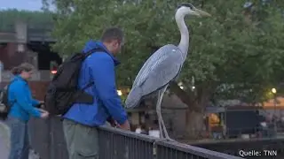 Fauler Fischreiher: Angler spenden ihren Fang