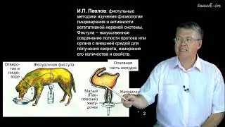 Дубынин В. А. - 100 часов школьной биологии - 1.24. Обучение и память