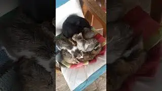 Сколько кошек?