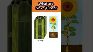 What are Sieve tubes? #plantstissues #shorts #ytshorts