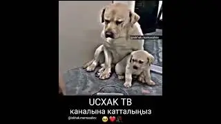 Ар бир жанга Аллах мээримин бөлөп койгон 