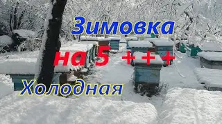 Как холодная зимовка ? Супер!!!