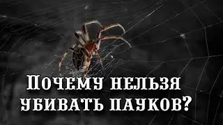 Почему нельзя убивать пауков? Узнайте, что может означать появление этих насекомых в вашем доме