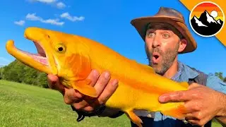 GOLDEN TROUT - Animal Crossings Rare Fish?