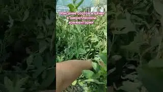 Саженцы голубики 