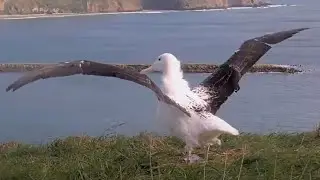 Royal Albatross Chick Spreads Giant Wings Against The Breeze | DOC | Cornell Lab