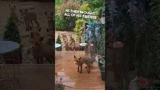 She gave a hungry fox food and he brought his friends ❤️