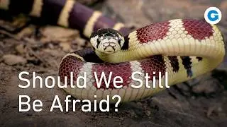 Reptiles: Their Nurturing and Delicate Side | Animal Documentary