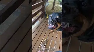 Essa mulher vai ser mordida pelo Rottweiler 